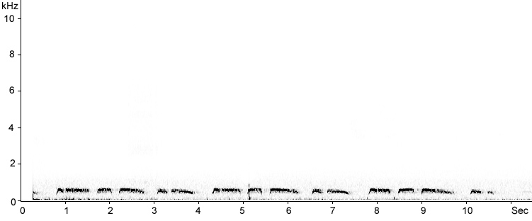 Sonogram of Feral Pigeon song