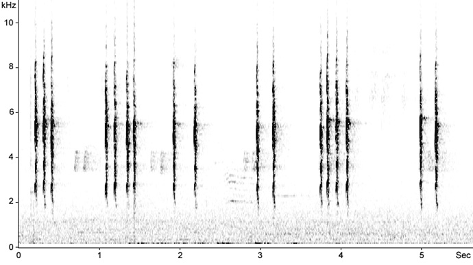 Sonogram of Eurasian Wren calls