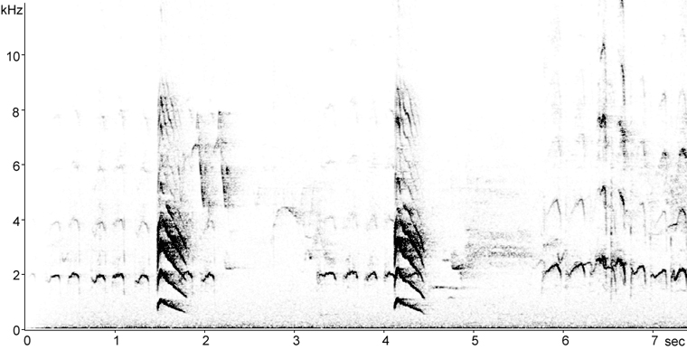 Sonogram of Yellow-bellied Sapsucker Begging calls nestlings and mewing contact call
