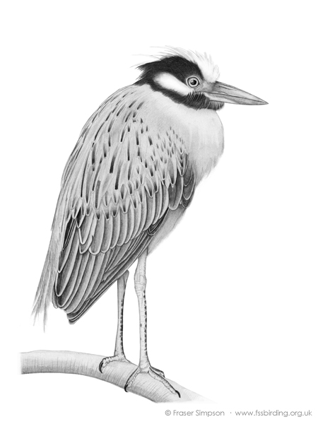 Yellow-crowned Night Heron drawing � Fraser Simpson
