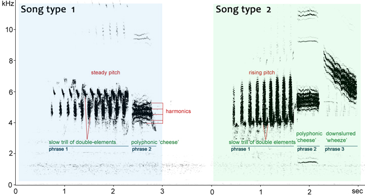 Sonogram of Yellowhammer song - 2 song types from one male