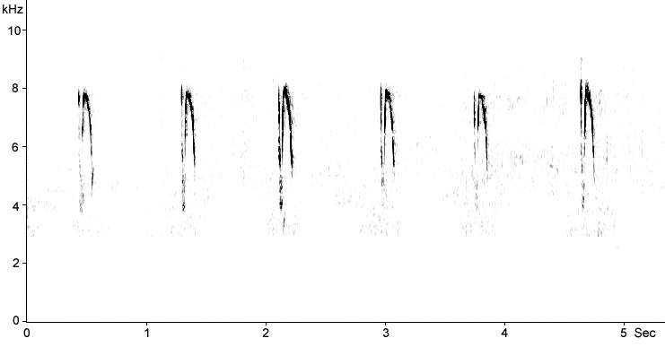 Sonogram of Zitting Cisticola song